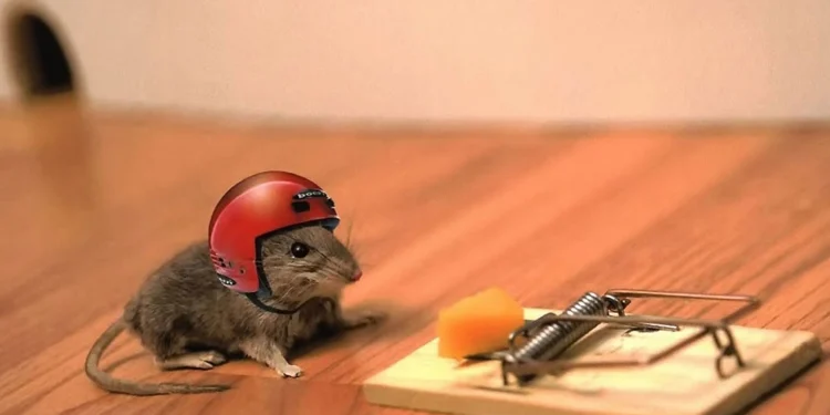 Mouse and Trap